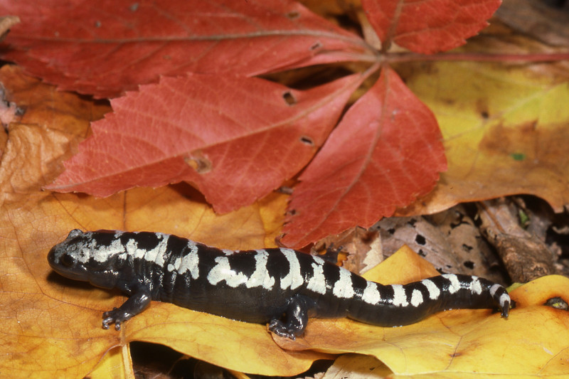 Marbled Salamander. Marbled Salamander. Credit: Jack Ray
